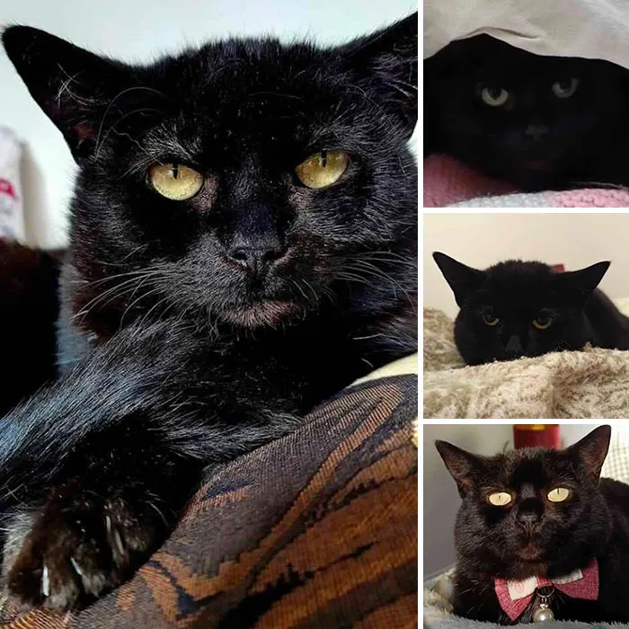 Collage featuring a sleek black cat in various poses after moving past difficult beginnings.