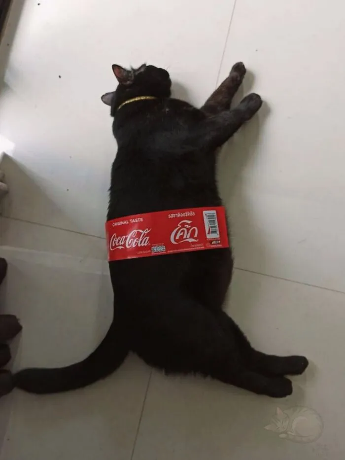A funny black cat lying on the floor wrapped with a Coca-Cola bottle label.