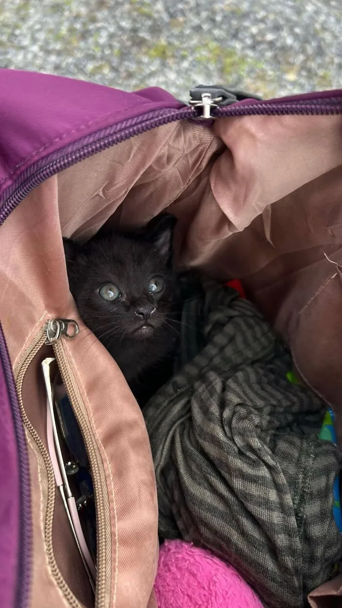 A tiny black cat peeking out from inside a purple handbag.