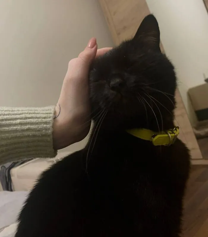 A happy black cat wearing a bright yellow collar getting a head stroke.