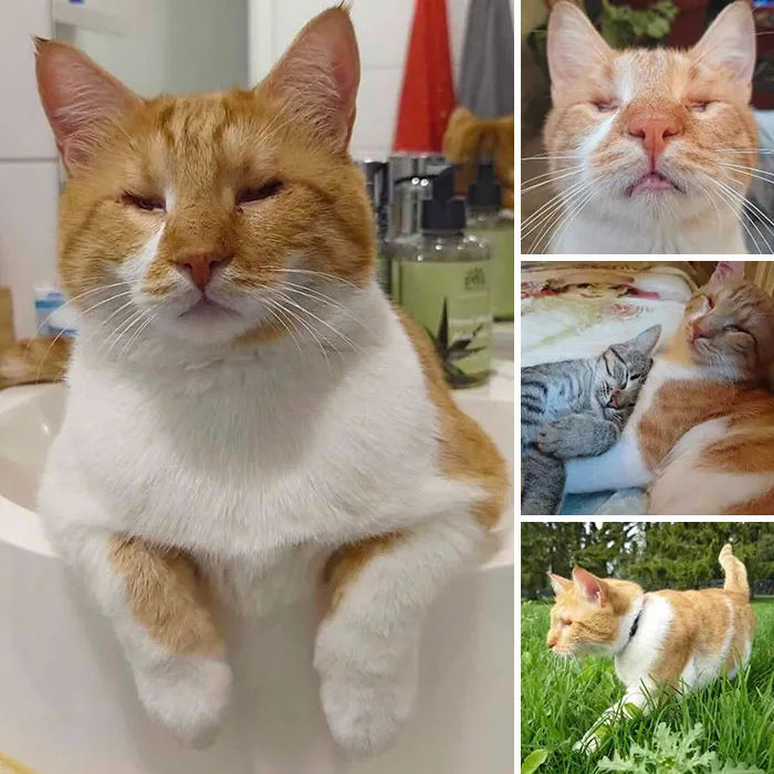 Collage of an orange and white cat resting and cuddling, representing inspiring stories of cats.