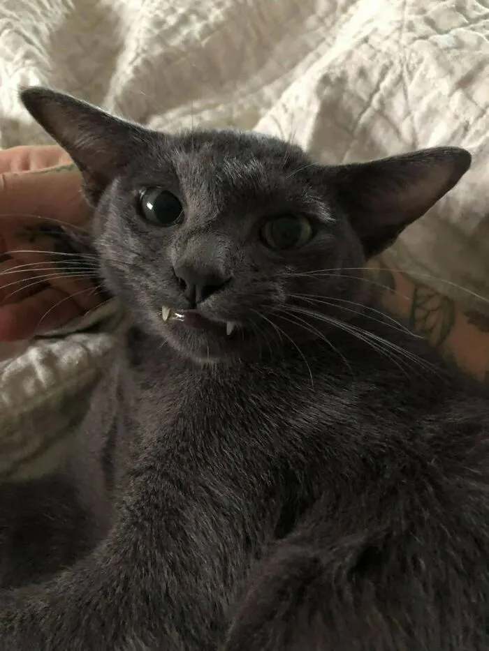Funny black cat showing small fangs while lying down