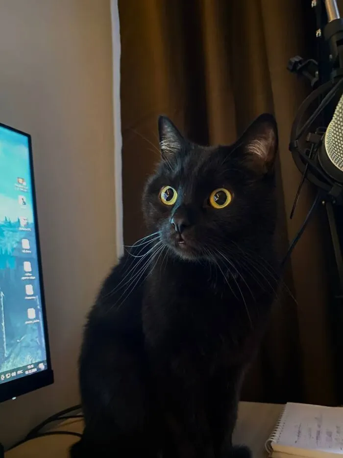 Adorable black cat with wide yellow eyes sitting next to a computer monitor