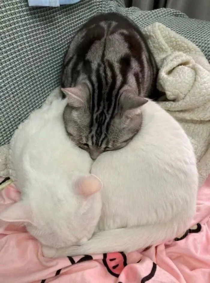 Purr-fectly timed cat pics showing a grey tabby resting its head on a curled-up white cat.
