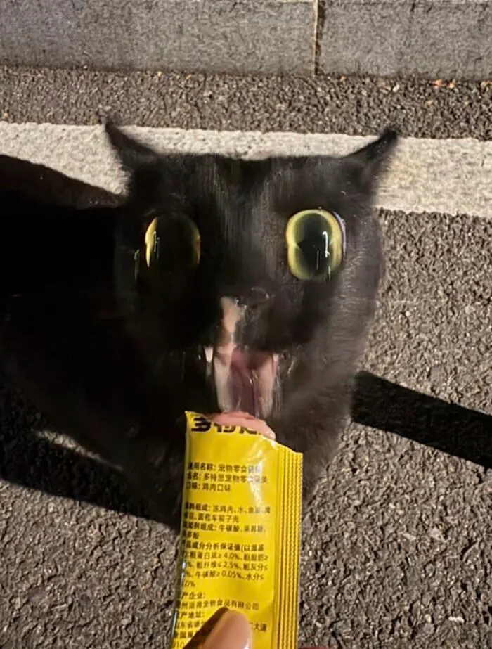 A funny black cat with wide round eyes eagerly eating a treat from a tube.