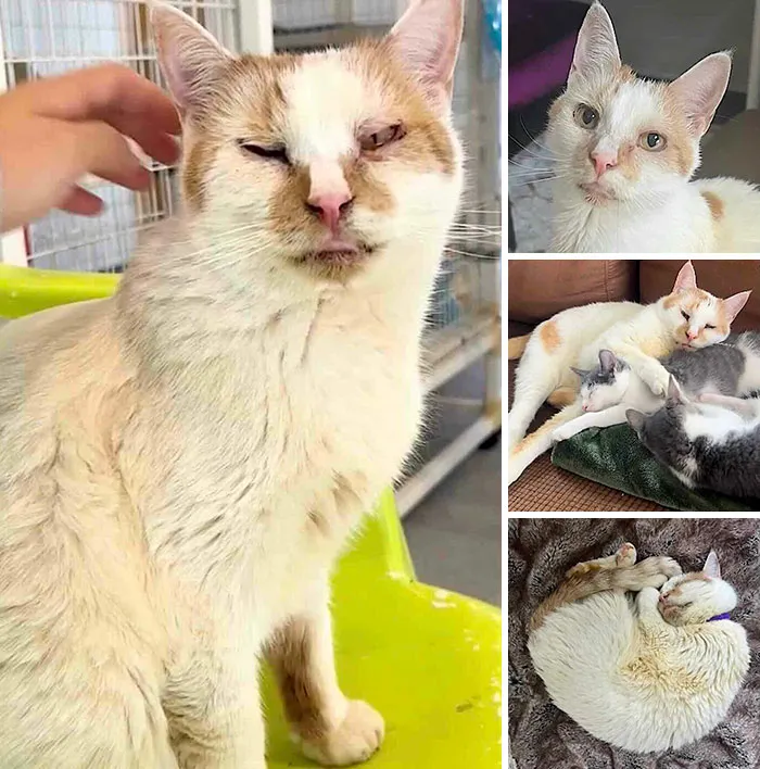 Collage of a white and orange cat being petted and sleeping peacefully in inspiring stories of cats who found love.