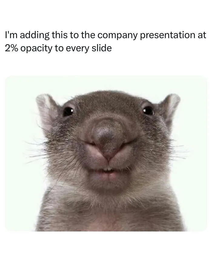 Funny animal memes featuring a close-up of a smiling wombat head with text about adding it to a presentation