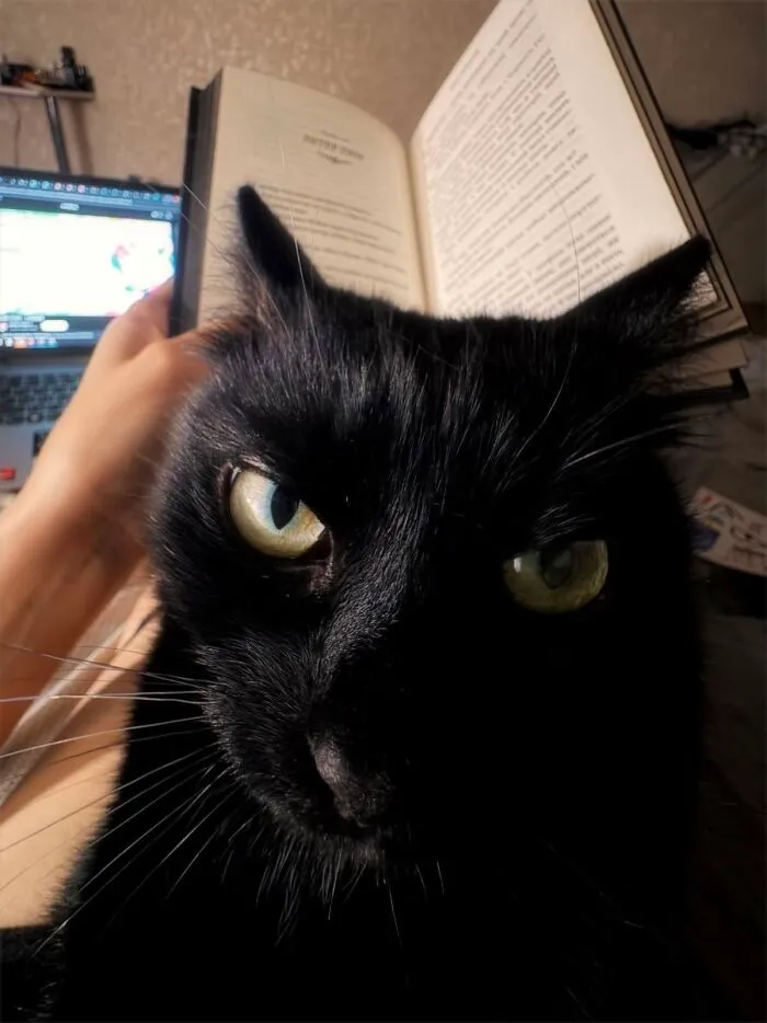An adorable black cat looking at the camera while holding an open book on its head.