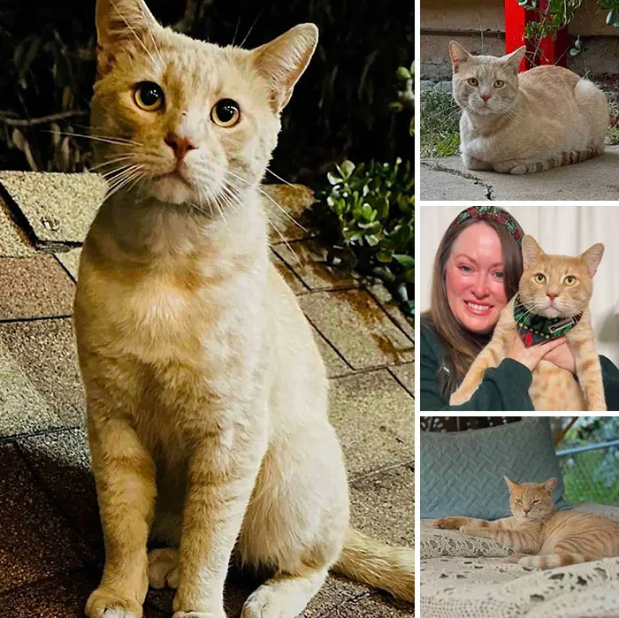 Collage of a light orange cat sitting outside and cuddled with an owner in inspiring stories of cats who found love.