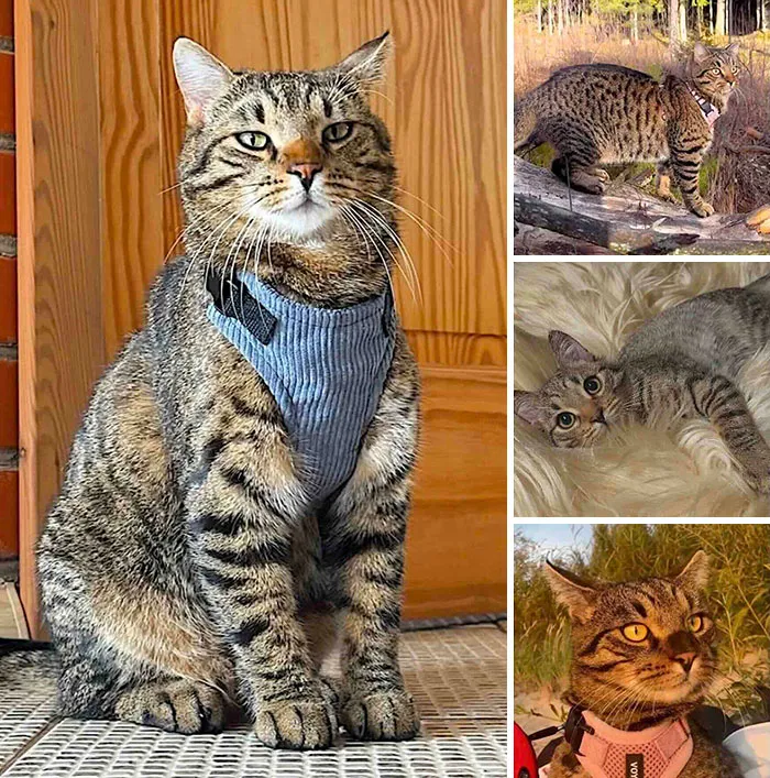 Collage of a tabby cat in a harness outdoors, featured in inspiring stories of cats who found love.