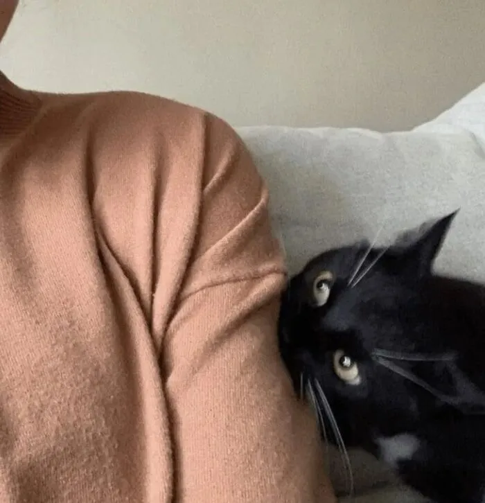 An adorable black cat leaning affectionately against a person wearing a beige sweater.
