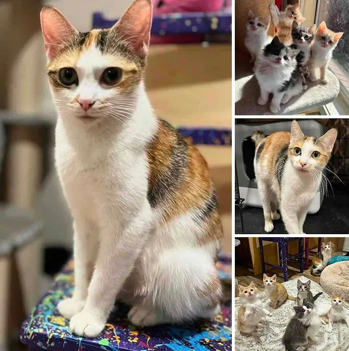Calico cat and a litter of kittens, representing inspiring stories of cats who found love.