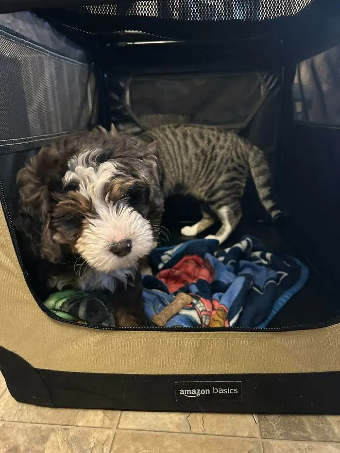 A perfectly confusing photo of a fluffy puppy inside a pet crate appearing to have the striped body of a cat behind it
