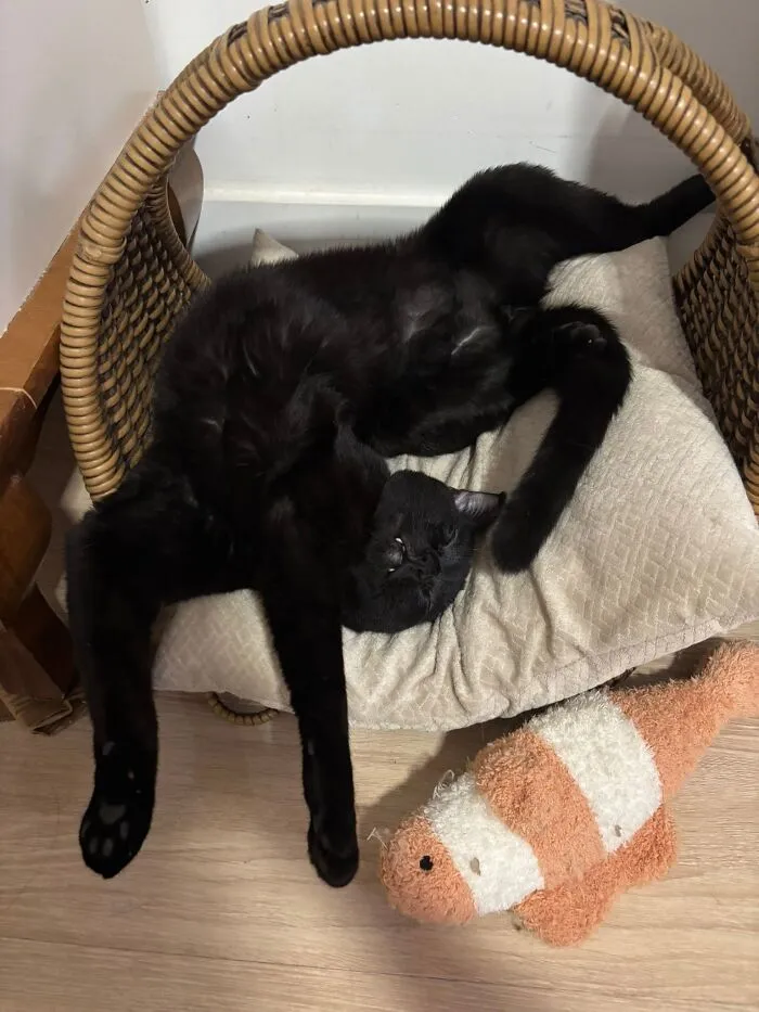 A funny black cat sleeping upside down in an awkward position inside a cozy wicker basket.