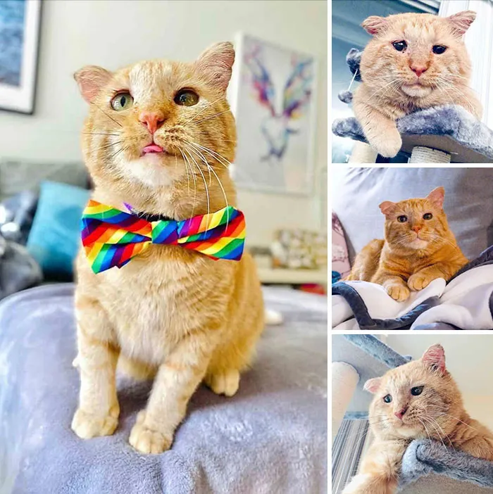 Collage of a sweet orange cat wearing a rainbow bowtie, highlighting inspiring stories of cats.