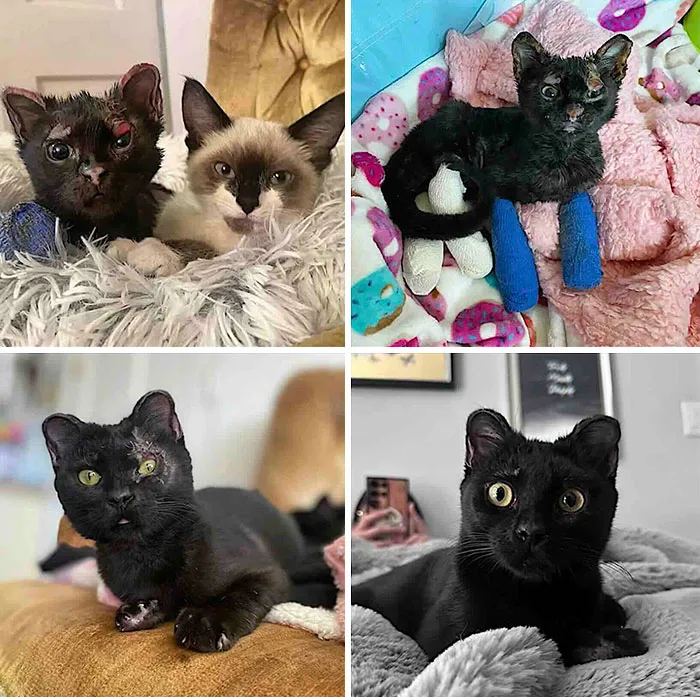 Four images tracking the rescue and recovery of a black kitten with injured paws, among inspiring stories of cats.