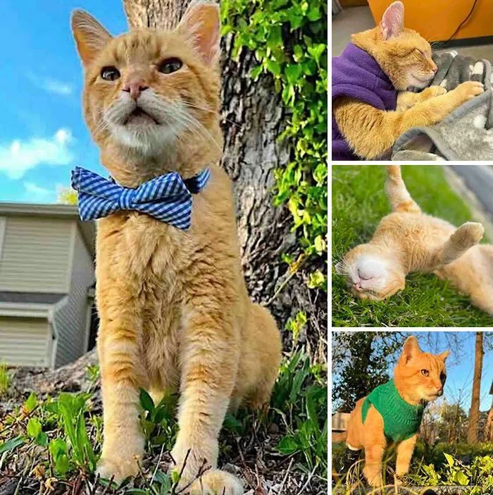 Collage of an ginger cat wearing bowties and sweaters, illustrating inspiring stories of cats.