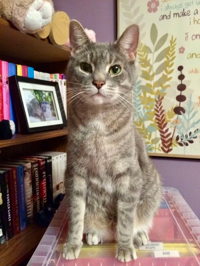 A grey tabby cat sitting on a clear container, related to the viral TikTok trend of life stories with pets.