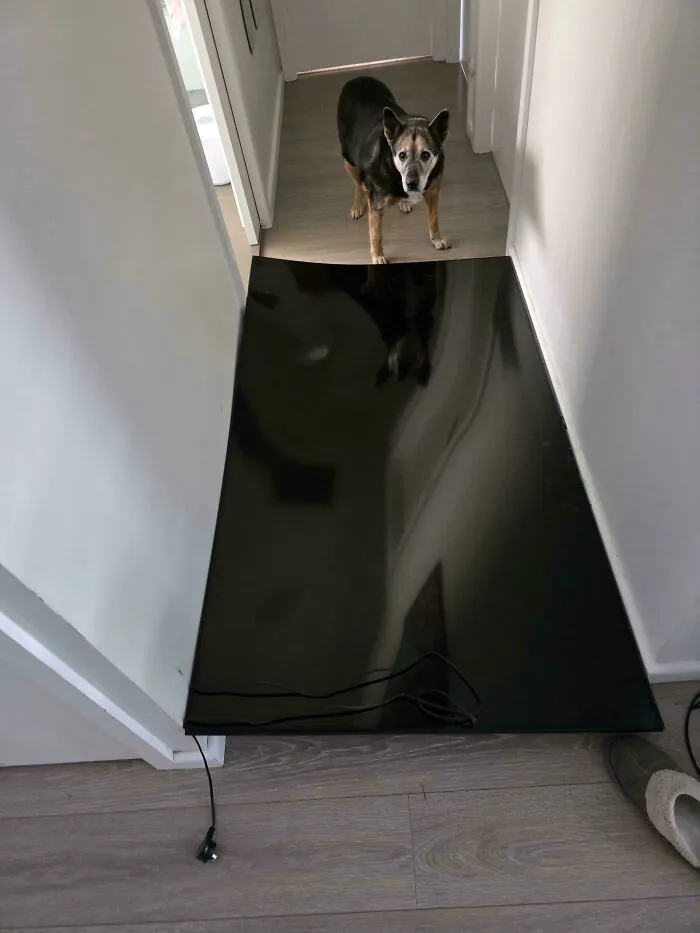 A large television screen fallen flat on a hallway floor showcasing things went wrong with a dog looking on
