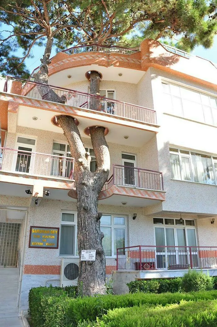 A multi-story building constructed around a large pine tree, showcasing creative integration with nature