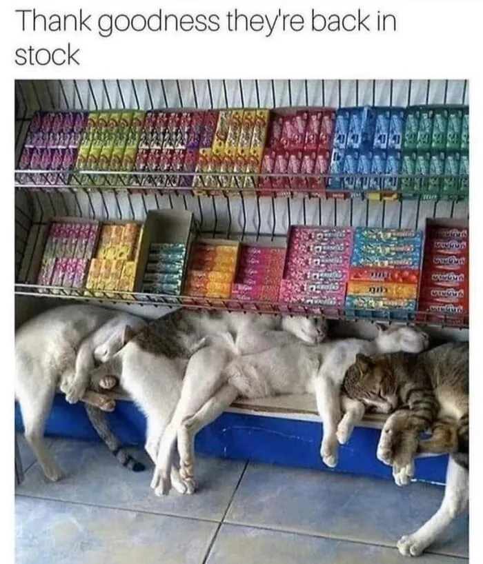 57 Completely Unserious Cat Posts Shared By This Page That Deserve A Place In Your Daily Scroll