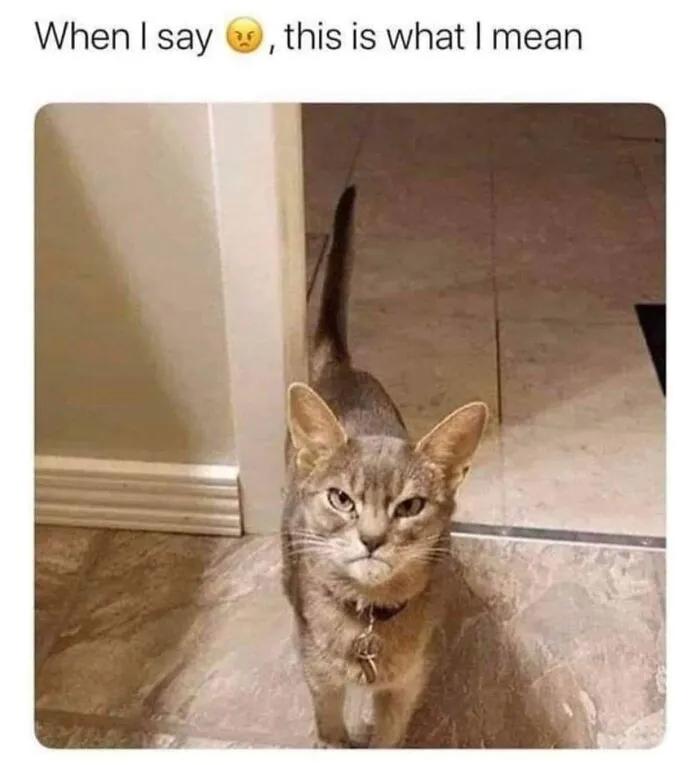 57 Completely Unserious Cat Posts Shared By This Page That Deserve A Place In Your Daily Scroll