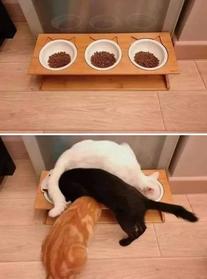 57 Completely Unserious Cat Posts Shared By This Page That Deserve A Place In Your Daily Scroll