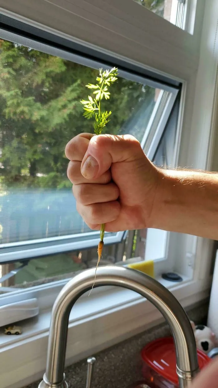 A hand holding a tiny, thin carrot showing how things went wrong during gardening