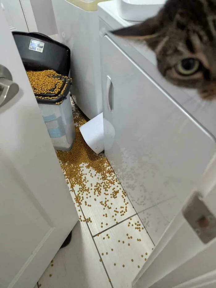 Dry pet food spilled across a laundry room floor with a cat peeking, when things went wrong.