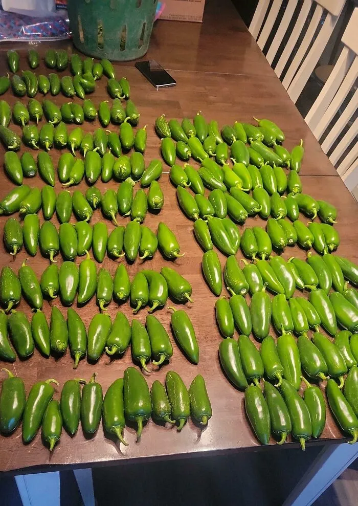 A massive harvest of green jalapeño peppers laid out on a table