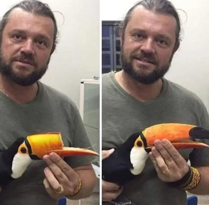 A man holding a toucan in an entertaining picture where a carrot is being used to fix its broken beak.