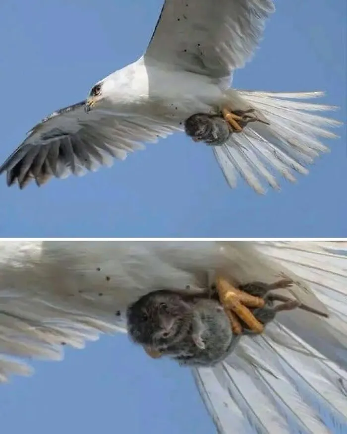 A white bird flying through the sky carrying a mouse in its claws, making for cool and entertaining pics.
