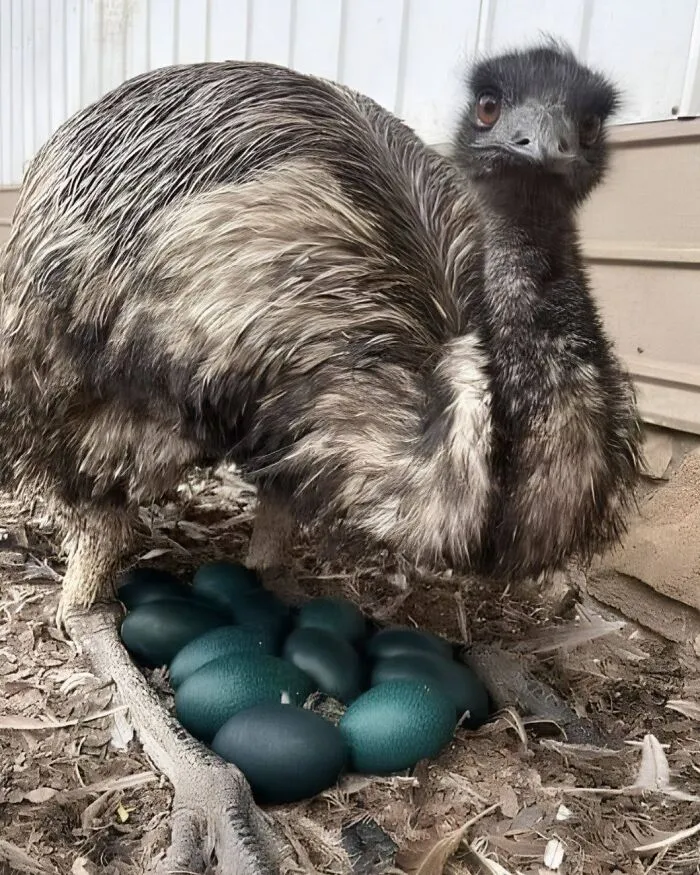 An emu standing over its nest of dark green eggs, showcasing entertaining pics of nature