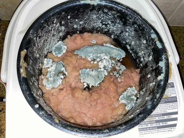 Moldy food left inside a rice cooker from gross roommate stories