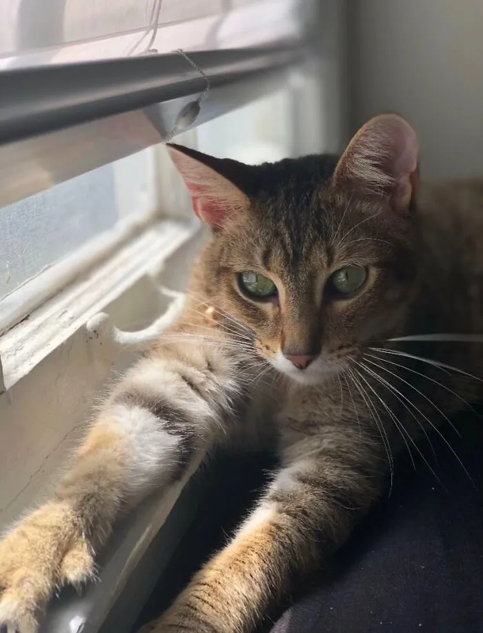 A green-eyed tabby cat resting on a window sill, a comforting presence in daily life stories.