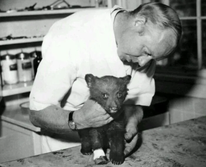 Game Warden Elliot Barker With A Badly Burned Bear Cub He Discovered Clinging To A Tree After A New Mexico Forest Fire