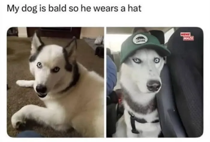 Funny dog memes showing a husky looking normal on the left and wearing a green cap on the right.