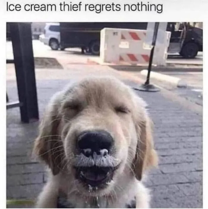 Entertaining dog memes displaying a golden retriever puppy with white ice cream on its snout looking guilty.