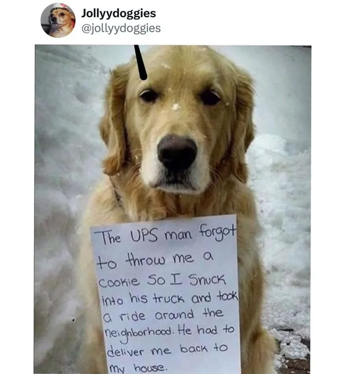 Golden retriever with a sign about sneaking into a UPS truck in a funny dog meme.