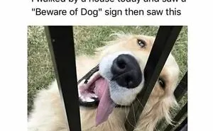 31 New Dog Memes Shared By This Page For Anyone Who Knows Dogs Are Pure Chaos