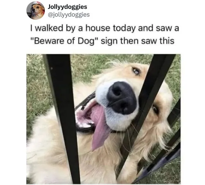 This Page Shared 31 New Memes That Show Why Dogs Are So Lovable And Entertaining