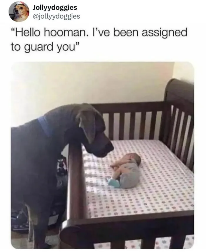 Sweet dog memes showing a large dark dog looking over a crib at a sleeping baby