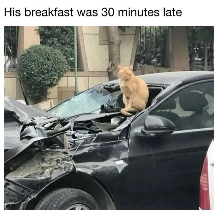 This Page Shared 30 Funny Posts That Prove Cats Will Never Stop Doing The Weirdest Things