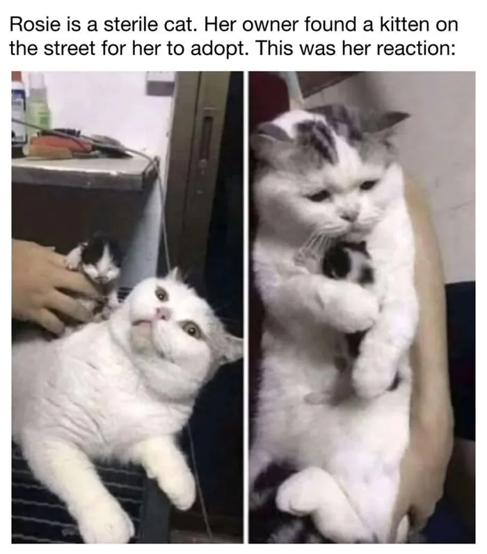 This Page Shared 30 Funny Posts That Prove Cats Will Never Stop Doing The Weirdest Things