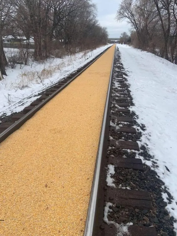 A railroad track covered in spilled yellow corn, illustrating expensive accidents and cargo loss.