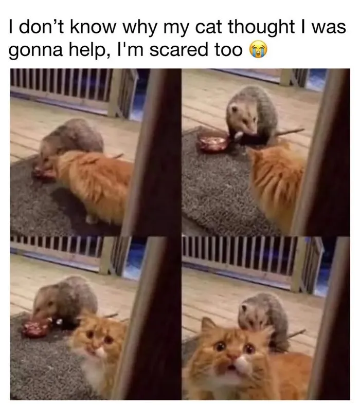 This Page Shared 30 Funny Posts That Prove Cats Will Never Stop Doing The Weirdest Things
