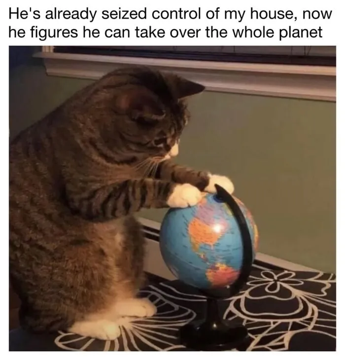 This Page Shared 30 Funny Posts That Prove Cats Will Never Stop Doing The Weirdest Things