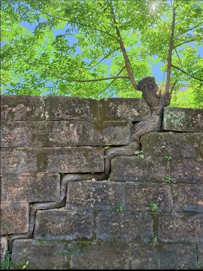 A tree trunk growing perfectly between the cracks of a brick wall showcasing clever ideas of nature adaptation