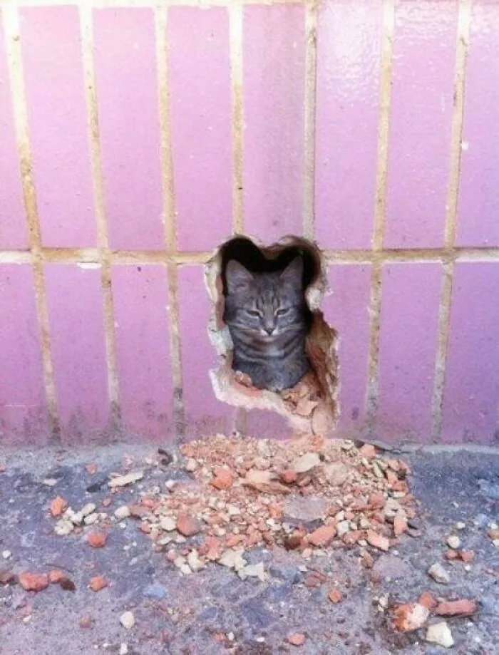 A clever cat peeking out from a cat-sized hole in a pink tiled brick wall, showing satisfying and clever ideas.