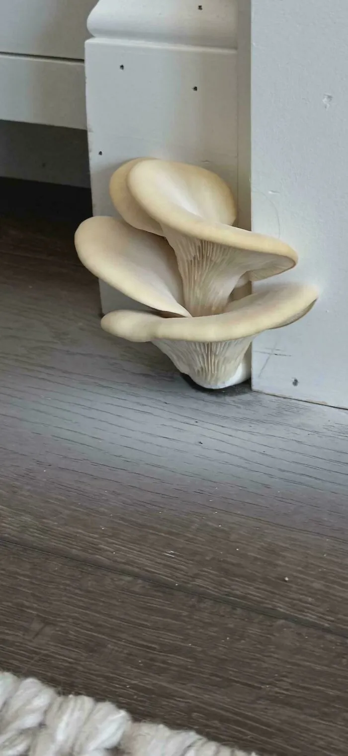 Wild mushrooms growing out of baseboards showing poor interior design decisions